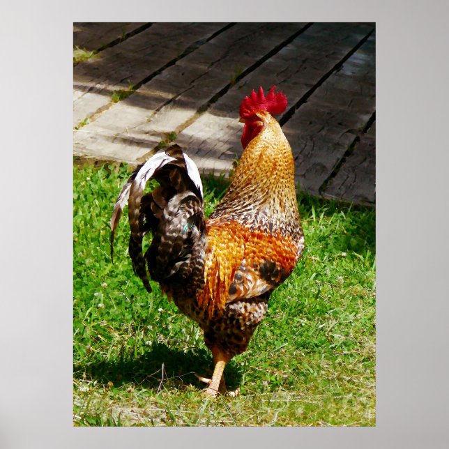 ANFANG UNTER $20 - Strutting Rooster Poster (Vorne)