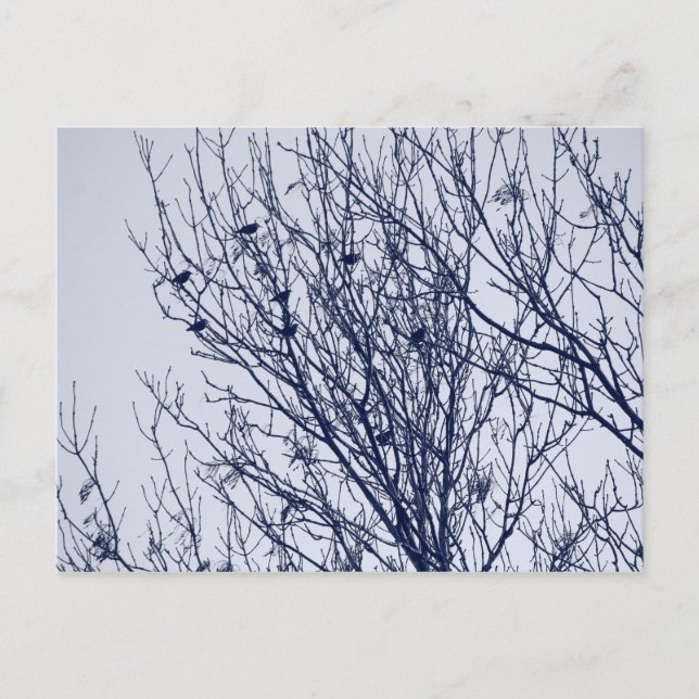 Anfänge in einem Baum Postkarte (Vorderseite)