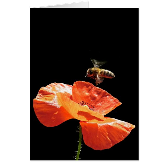 Anflug auf Mohnblume (Vorne)