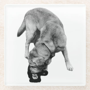 Angeblich - Labrador mit Plush Glasuntersetzer