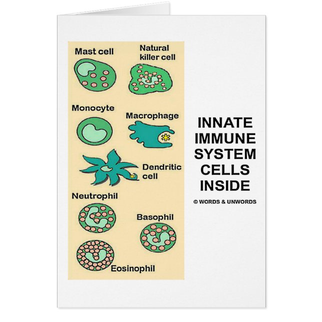 Angeborene Immunsystem-Zellen nach innen (Vorne)