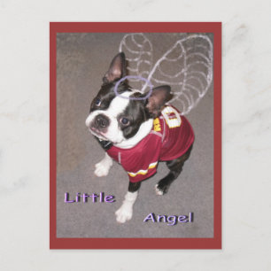 Angel Boston Terrior Postkarte