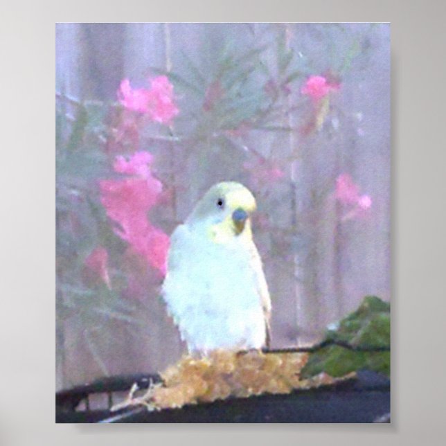 Angel der Budgie Poster (Vorne)