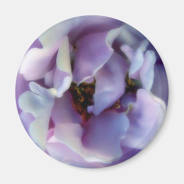 Angel Face Rose Magnet (Vorne)