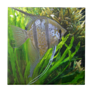 Angel Fish Fliese