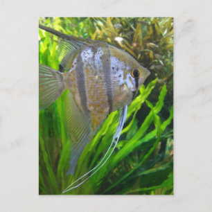Angel Fish Postkarte