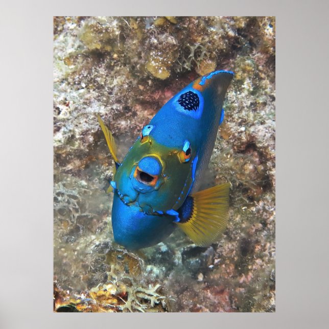 Angel-Gesicht Poster (Vorne)