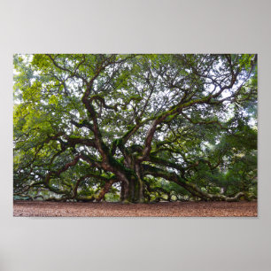 Angel Oak auf Johns Island, South Carolina Poster