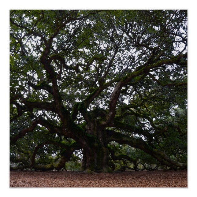Angel Oak in South Carolina Poster (Vorderseite)