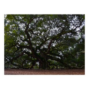 Angel Oak in South Carolina Poster