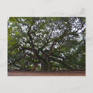 Angel Oak, John's Island, South Carolina Postkarte
