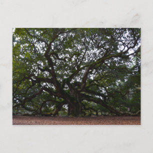 Angel Oak, John's Island, South Carolina Postkarte