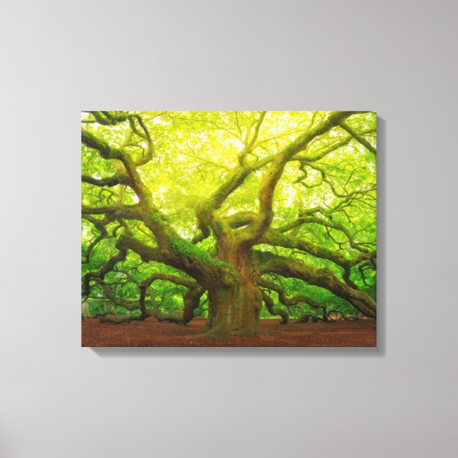 Angel Oak Leinwanddruck (Vorderseite)