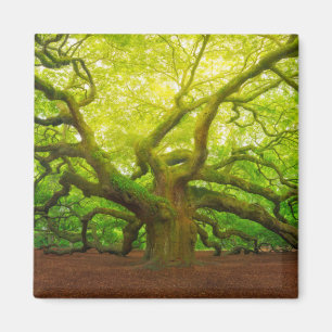 Angel Oak Magnet