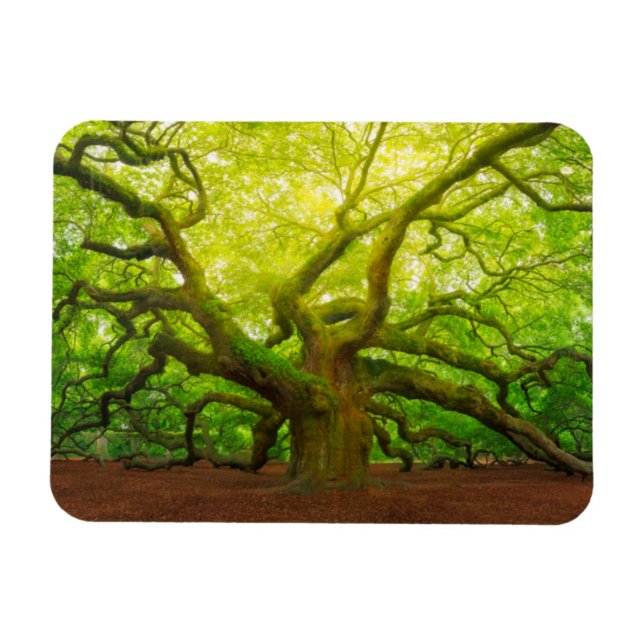 Angel Oak Magnet (Horizontal)