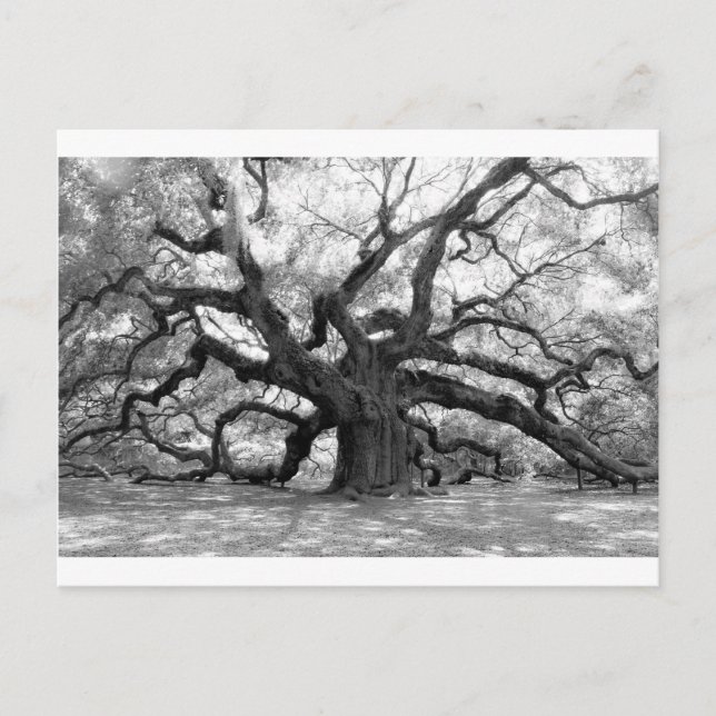 Angel Oak Postkarte (Vorderseite)