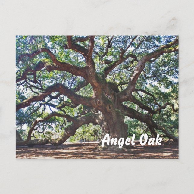 Angel Oak Postkarte (Vorderseite)