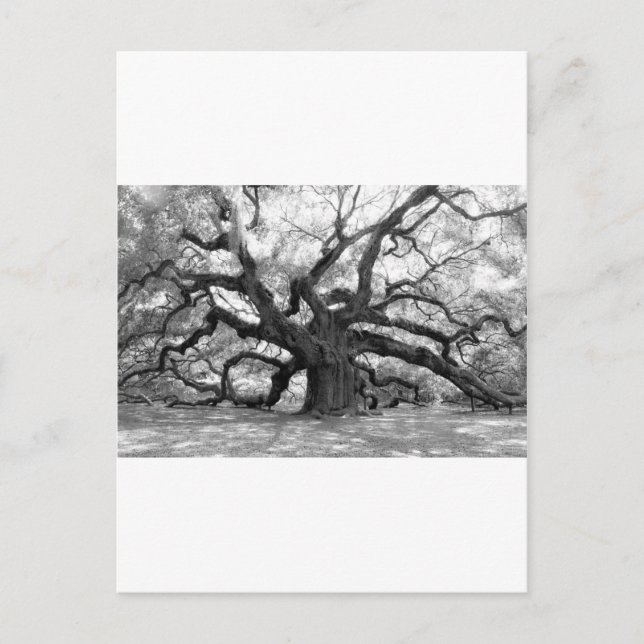 Angel Oak Postkarte (Vorderseite)