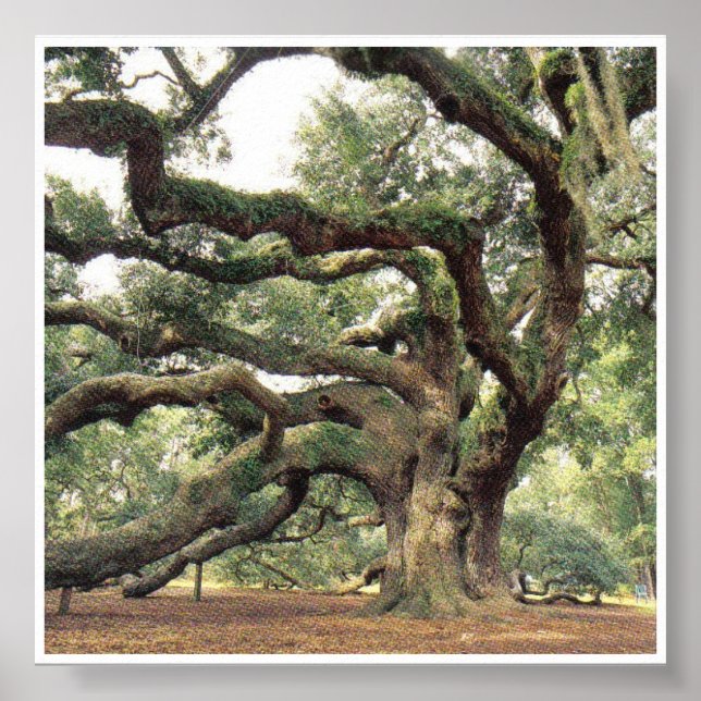 Angel Oak Tree 1.000 Jahre alt Poster (Vorne)