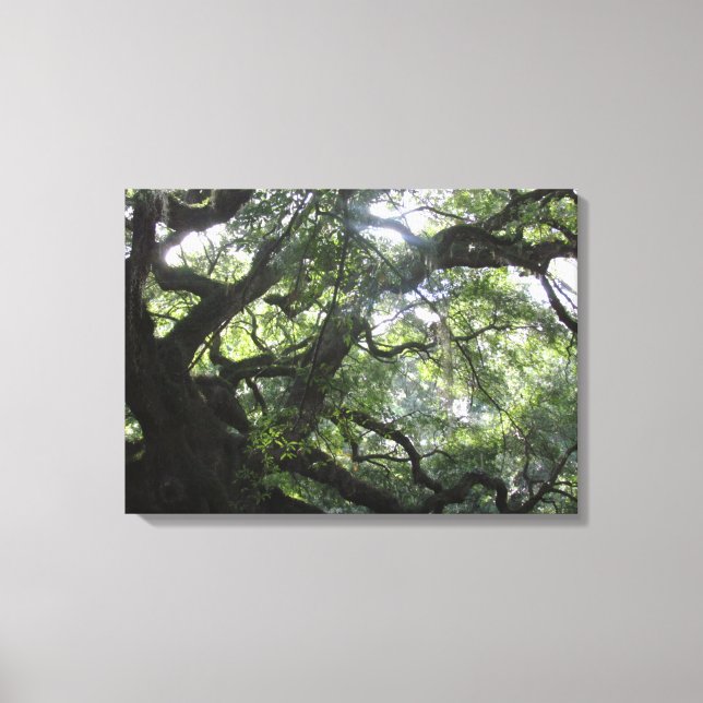 Angel Oak Tree Canvas Print Leinwanddruck (Vorderseite)