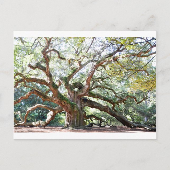 Angel Oak Tree Gifts Postkarte (Vorderseite)