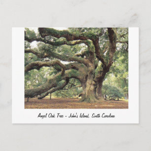 Angel Oak Tree near Charleston, SC Postkarte