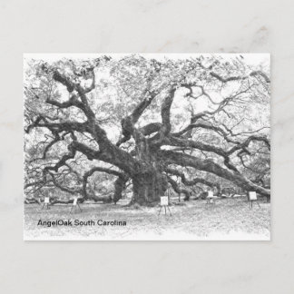 Angel Oak Tree Postkarte