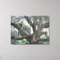 Angel Oak von Johns Island