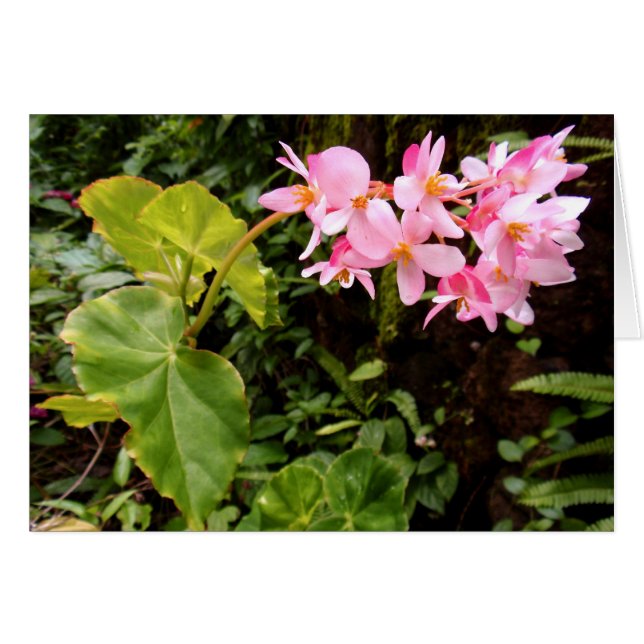 Angel wing Begonia (Vorderseite (Horizontal))