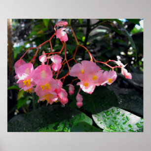 Angel Wing Begonias Poster