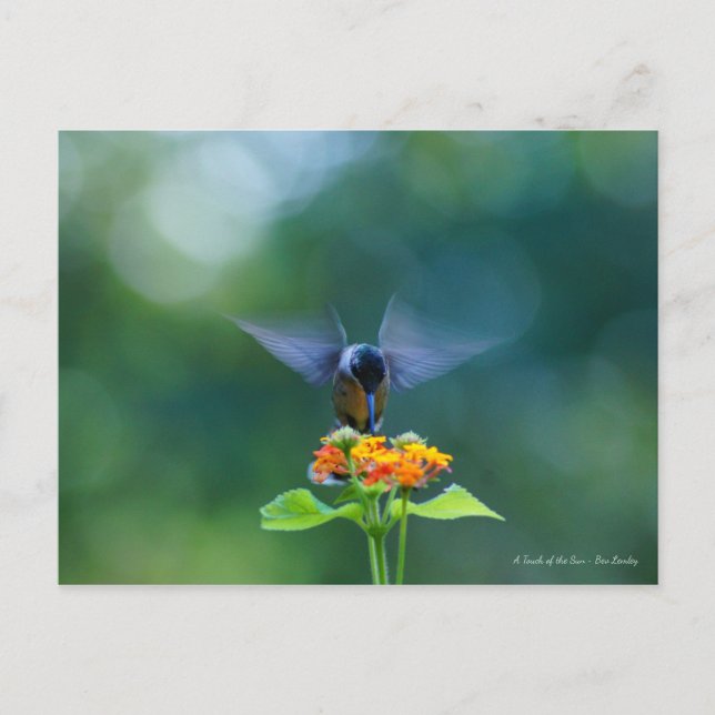 Angel Wings Postkarte (Vorderseite)