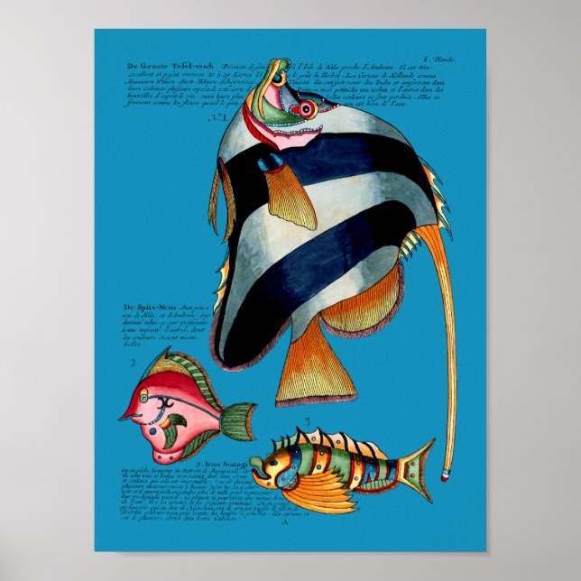 Angelfische mit beliebigem Hintergrund Poster (Vorne)