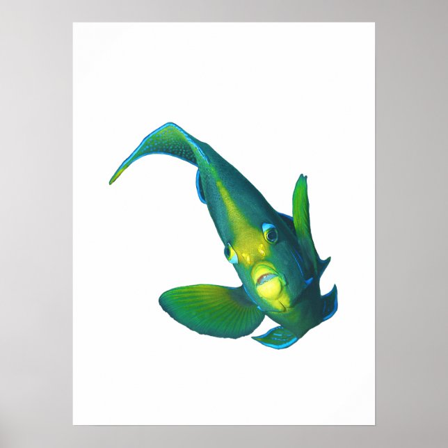 Angelfish - Abstraktes Design - Aus einem Foto sch Poster (Vorne)