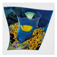 Angelfish am Korallenriff - Fotografisches Design 