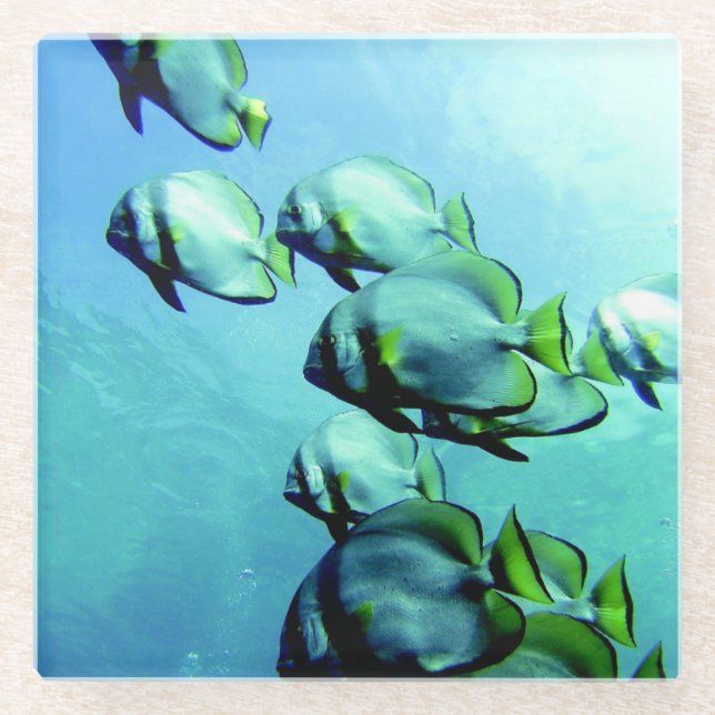 Angelfish Clear Blue Water Glasuntersetzer (Vorderseite)