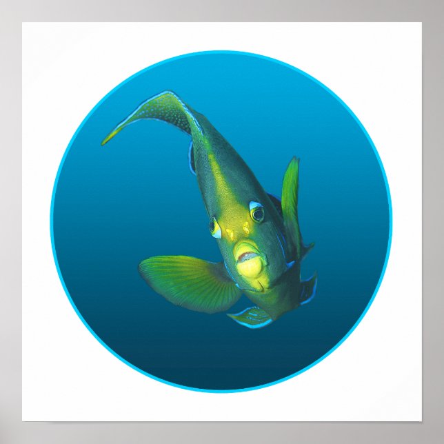 Angelfish - Design auf gradientenblauem Hintergrun Poster (Vorne)