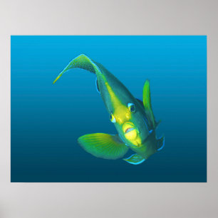 Angelfish - Elegante im Gradientenblau Poster