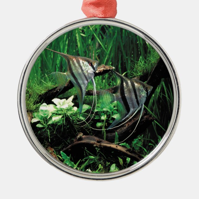 ANGELFISH ORNAMENT AUS METALL (Vorne)