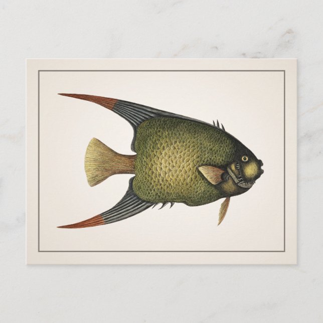 Angelfish Postcard - Stil I Postkarte (Vorderseite)