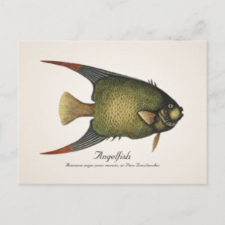 Angelfish Postcard - Stil II Postkarte