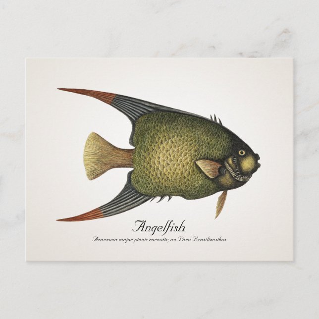 Angelfish Postcard - Stil II Postkarte (Vorderseite)