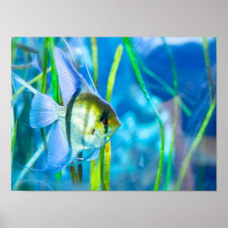 Angelfish Poster