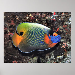 Angelfish Poster