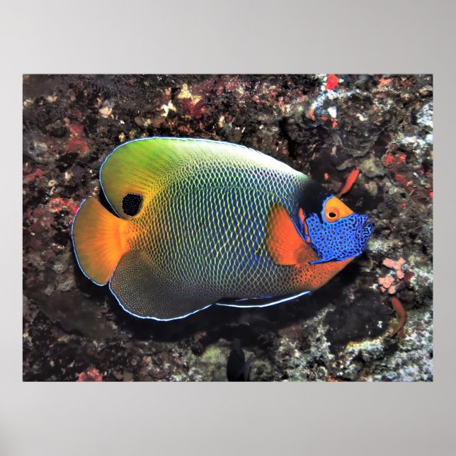 Angelfish Poster (Vorne)