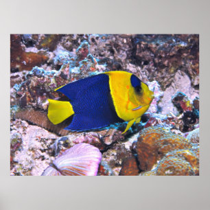 Angelfish Poster
