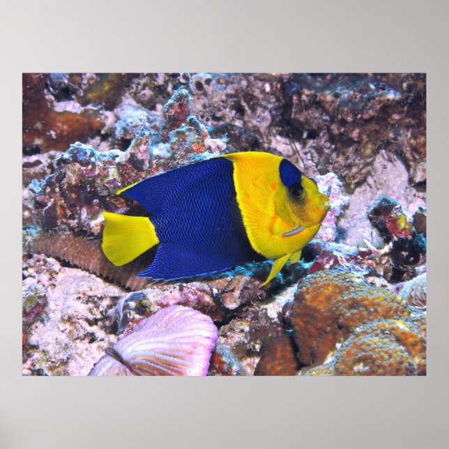 Angelfish Poster (Vorne)