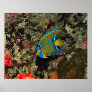 Angelfish Poster