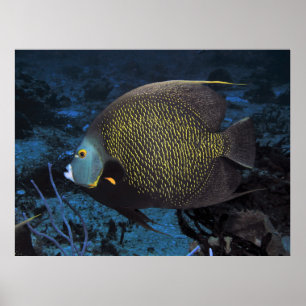 Angelfish Poster