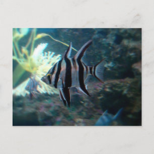 Angelfish Postkarte