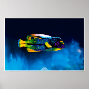 Angelfish von Johannes Stötter Poster